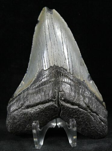 Bargain Fossil Megalodon Tooth - Feeding Wear #26525